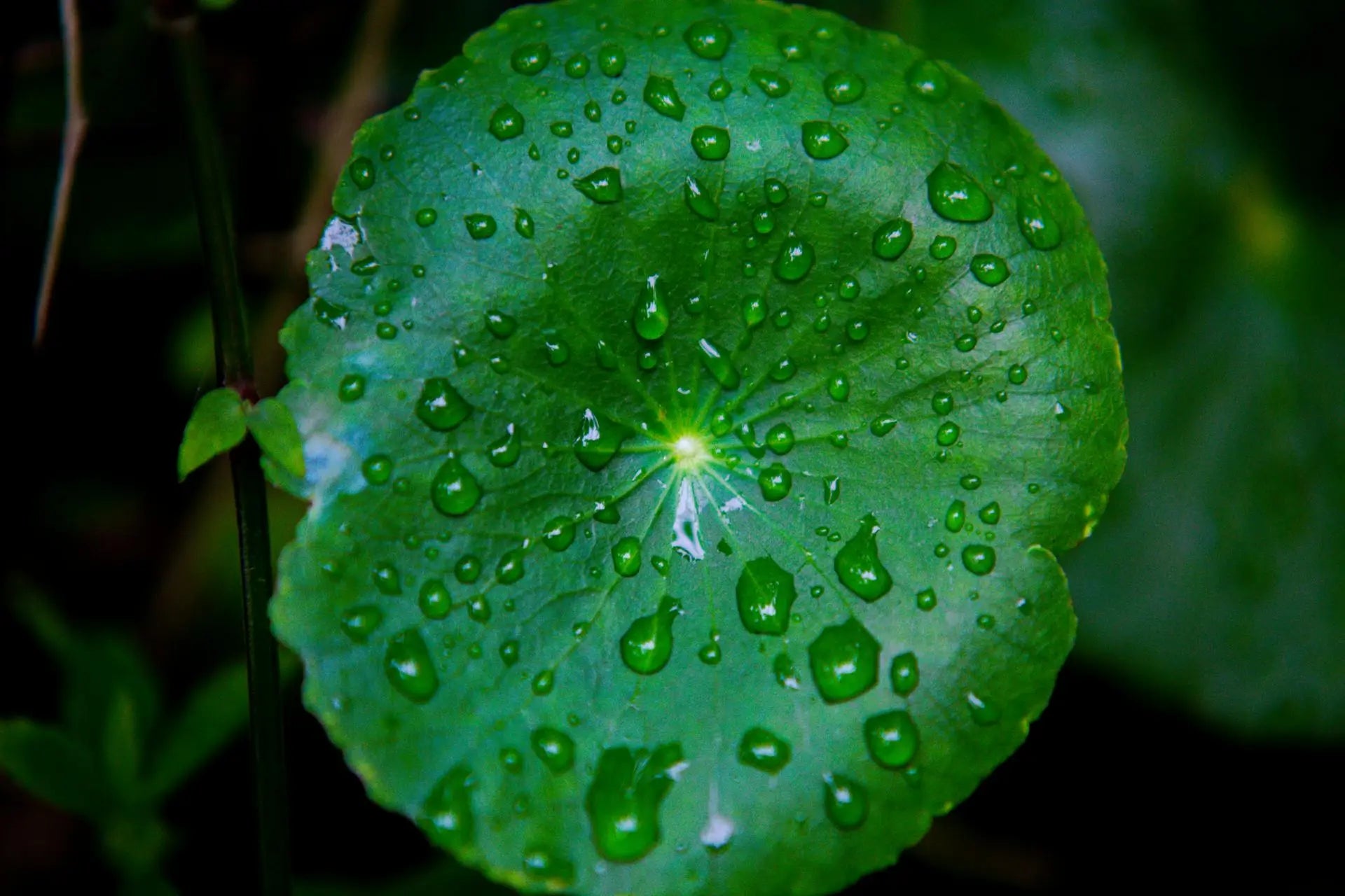 La Centella, entre tradition et science moderne Image
