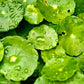 Sérum anti-imperfections Centella (+15%)