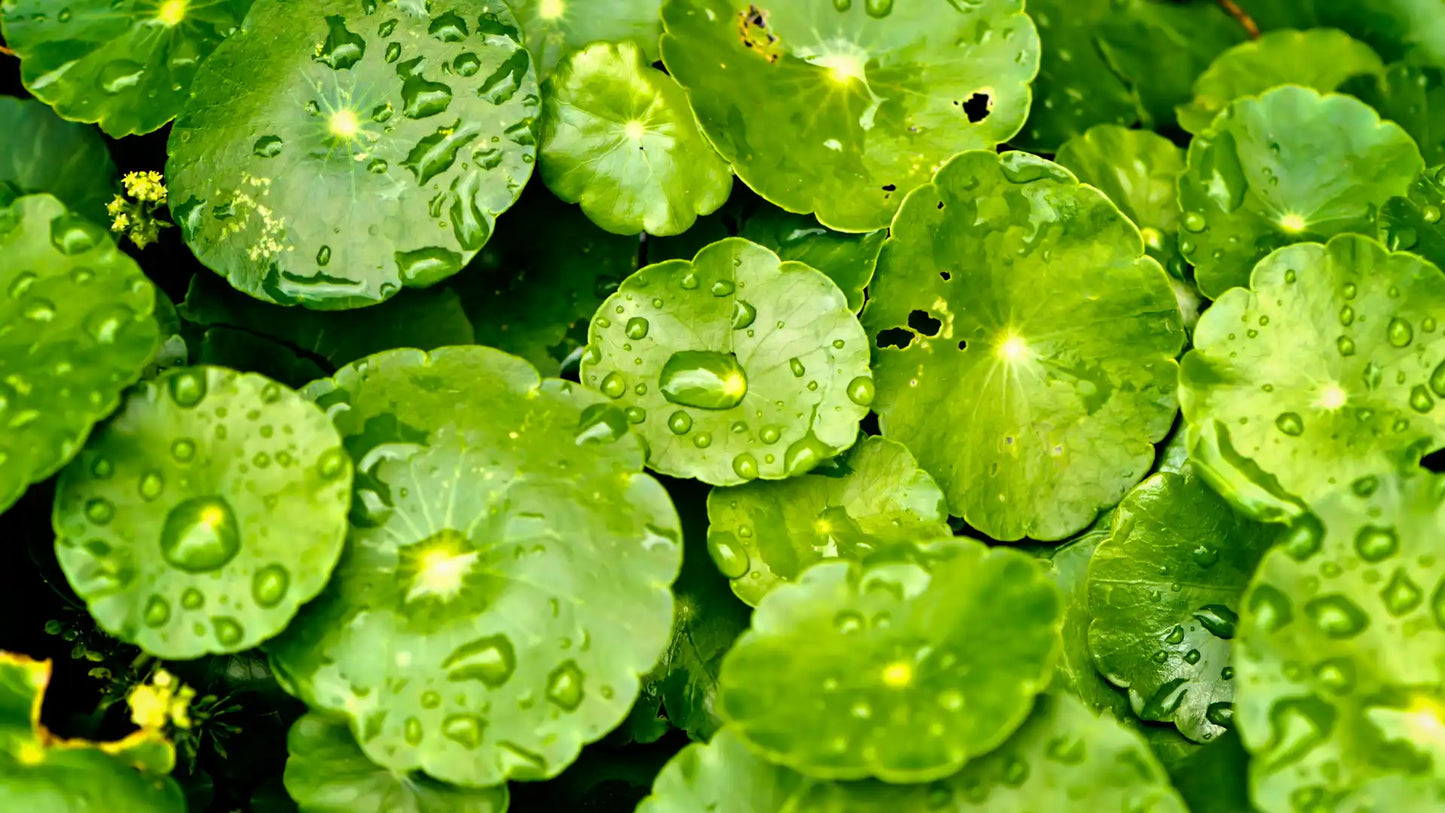 Sérum anti-imperfections Centella (+15%)
